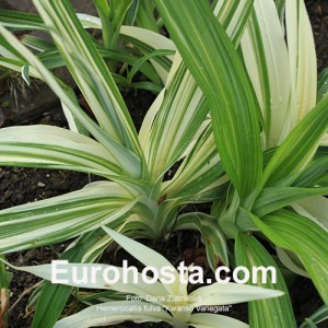 Hemerocallis fulva 'Kwanso Variegata'