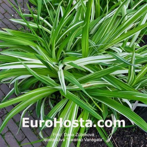 Hemerocallis fulva 'Kwanso Variegata'