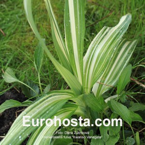 Hemerocallis fulva 'Kwanso Variegata'