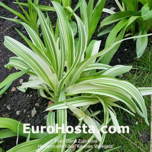 Hemerocallis fulva 'Kwanso Variegata'