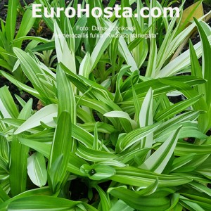 Hemerocallis fulva 'Kwanso Variegata'