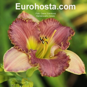 Hemerocallis Gelato - Eurohosta