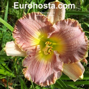 Hemerocallis Gelato 