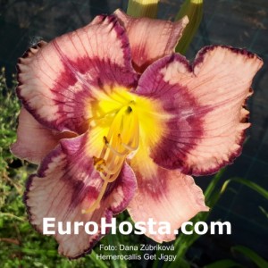 Hemerocallis Get Jiggy