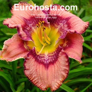 Hemerocallis Get Jiggy