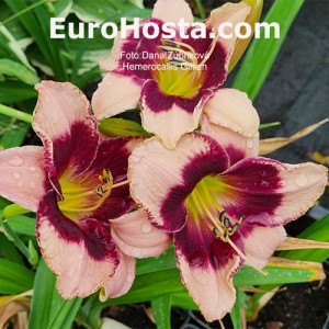 Hemerocallis Gillian