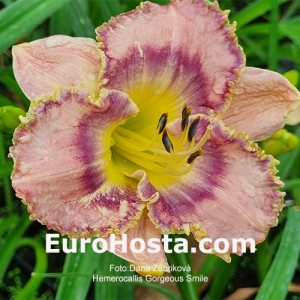 Hemerocallis Georgeous Smile