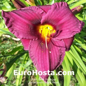 Hemerocallis Grape Velvet - Eurohosta