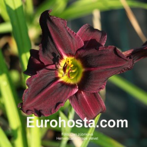 Hemerocallis Grape Velvet - Eurohosta