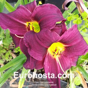 Hemerocallis Grape Velvet 