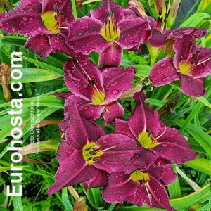 Hemerocallis Grape Velvet - Eurohosta