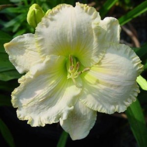 Hemerocallis Great White