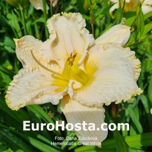 Hemerocallis Great White