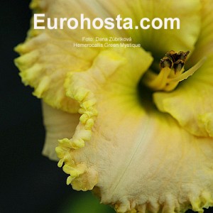 Hemerocallis Green Mystique - Eurohosta