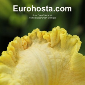Hemerocallis Green Mystique - Eurohosta
