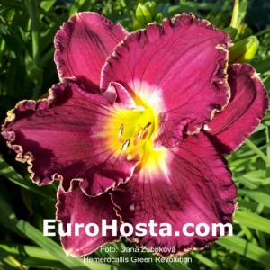 Hemerocallis Green Revolution