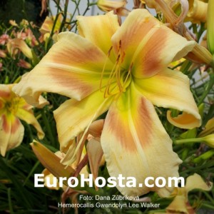 Hemerocallis Gwendolyn Lee Walker - Eurohosta