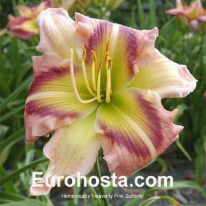 Hemerocallis Heavenly Pink Butterfly