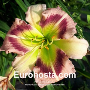 Hemerocallis Heavenly Pink Butterfly