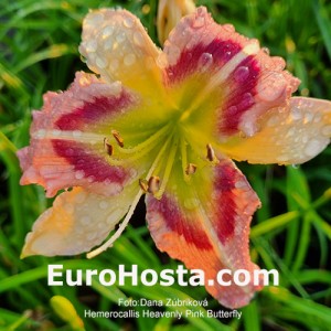 Hemerocallis Heavenly Pink Butterfly