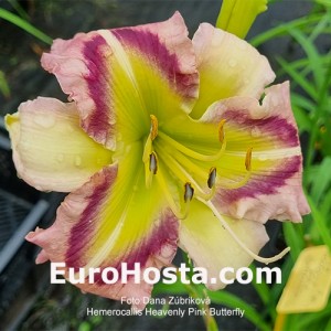 Hemerocallis Heavenly Pink Butterfly