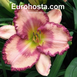 Hemerocallis Helen Sever