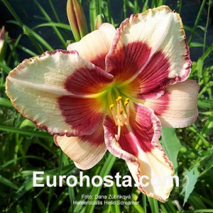 Hemerocallis Hello Screamer - Eurohosta