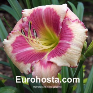 Hemerocallis Hello Screamer - Eurohosta