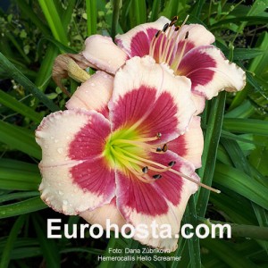 Hemerocallis Hello Screamer - Eurohosta