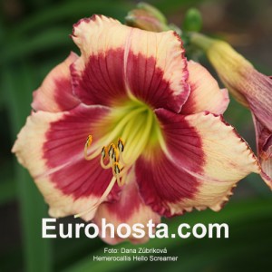 Hemerocallis Hello Screamer - Eurohosta