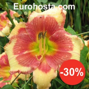 Hemerocallis Hello Screamer - Eurohosta