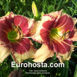 Hemerocallis Hello Screamer - Eurohosta