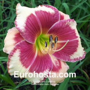 Hemerocallis Hello Screamer - Eurohosta