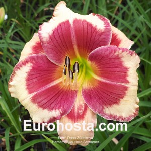 Hemerocallis Hello Screamer - Eurohosta