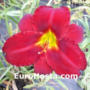 Hemerocallis Hemlock - Eurohosta