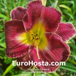 Hemerocallis Her Majesty's Wizard