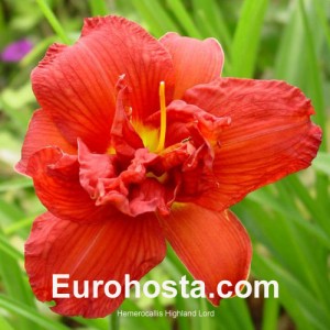 Hemerocallis Highland Lord - Eurohosta