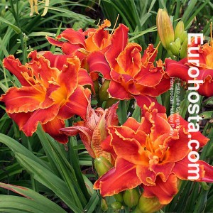 Hemerocallis Holiday Party