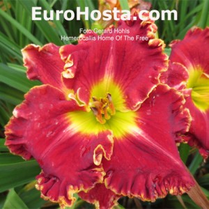 Hemerocallis Home Of The Free