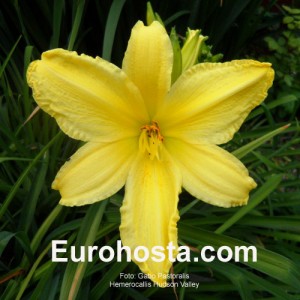 Hemerocallis Green Mystique - Eurohosta