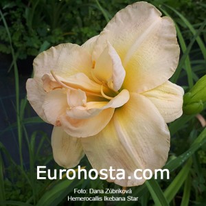 Hemerocallis Ikebana Star