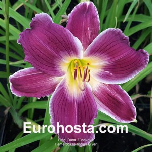 Hemerocallis Indian Giver