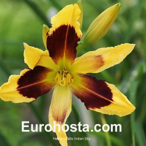 Hemerocallis Indian Sky