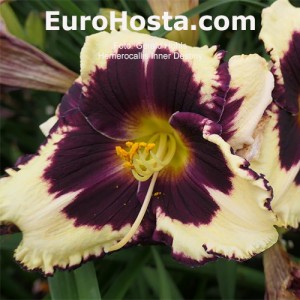 Hemerocallis Inner Destiny