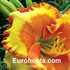 Hemerocallis Irresistible Charm - Eurohosta