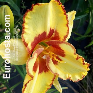 Hemerocallis Irresistible Charm - Eurohost