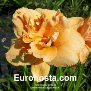 Hemerocallis Isabella Marafi