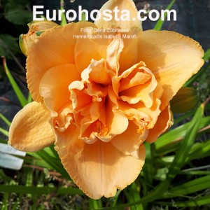 Hemerocallis Isabella Marafi