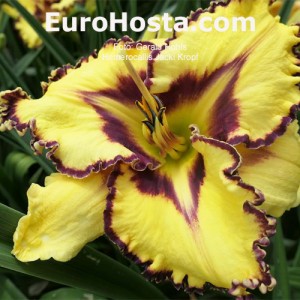 Hemerocallis Jacki Kropf