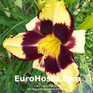 Hemerocallis Jamaican Me Crazy 